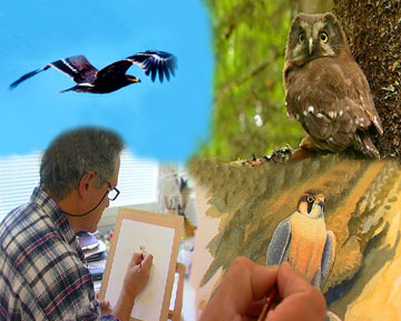 Intohimona Petolinnut DVD